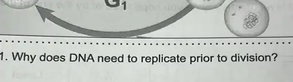 1. Why does DNA need to replicate prior to division?