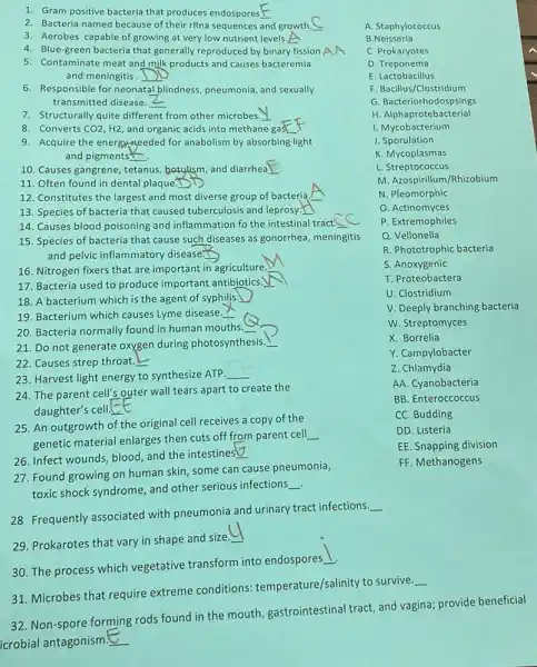 1. Gram positive bacteria that produces endospores __
2. Bacteria named because of their rRna sequences and growth.
A. Staphylococcus
3. Aerobes capable of growing at very low nutrient levels.A
B Neisseria
4. Blue-green bacteria that generally reproduced by binary fission A AA
C Prokaryotes
5. Contaminate meat and milk products and causes bacteremia
and meningitis. __
D. Treponema
E . Lactobacillus
F. Bacillus/Clostridium
6. Responsible for neonatal blindness, pneumonia, and sexually
transmitted disease. __
G Bacteriorhodospsings
7. Structurally quite different from other microbes. __
H. Alphaprotebacterial
8. Converts CO2, H2, and organic acids into methane gas
I. Mycobacterium
9. Acquire the energy-geeded for anabolism by absorbing light
and pigments __
J. Sporulation
K. Mycoplasmas
10. Causes gangrene, t tetanus us, botulism, and diarrhea] __
L. Streptococcus
11. Often found in dental plaque.
M. Azospirillum/Rhizobium
12. Constitutes the largest and most diverse group of bacteria
N. Pleomorphic
13. Species of bacteria that caused tuberculosis and leprosy.
O. Actinomyces
14. Causes blood poisoning and inflammation fo the intestinal tract. __
15. Species of bacteria that cause such diseases as gonorrhea, meningitis
and pelvic inflammatory disease.
P. Extremophiles
Q. Vellonella
R. Phototrophic bacteria
16. Nitrogen fixers that are important in agriculture.
S. Anoxygenic
17. Bacteria used to produce important antibiotics.
T. Proteobactera
18. A bacterium which is the agent of syphilis.
U. Clostridium
19. Bacterium which causes Lyme disease.
V. Deeply branching bacteria
20. Bacteria normally found in human mouths
W. Streptomyces
21. Do not generate oxygen during photosynthesis
X. Borrelia
22. Causes strep throat.L
Y. Campylobacter
23. Harvest light energy to synthesize ATP __
Z. Chlamydia
24. The parent cell's outer wall tears apart to create the
daughter's cell.E square 
AA. Cyanobacteria
BB. Enteroccoccus
25. An outgrowth of the original cell receives a copy of the
genetic material enlarges then cuts off from parent cell
__
CC. Budding
DD. Listeria
26. Infect wounds, blood and the intestines
__
EE. Snapping division
27. Found growing on human skin, some can cause pneumonia,
toxic shock syndrome, and other serious infections.
__
FF. Methanogens
28 Frequently associated with pneumonia and urinary tract infections
__
29. Prokarotes that vary in shape and size
__
30. The process which vegetative transform into endospores
__
31. Microbes that require extreme conditions:temperature/salinity to survive.
__
32. Non-spore forming rods found in the mouth gastrointestinal tract, and vagina; provide beneficial
icrobial antagonism.