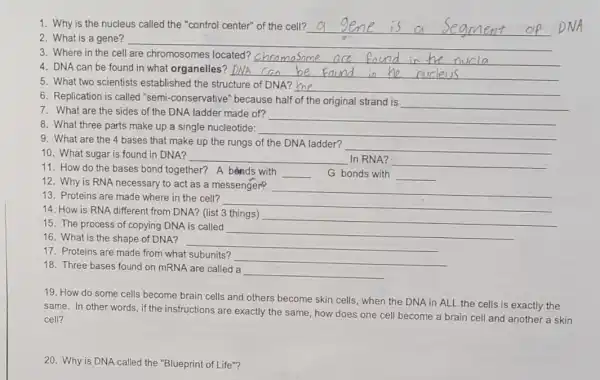 1. Why is the nucleus called the "control center" of the cell? __
2. What is a gene?
__
3. Where in the cell are chromosomes located?
__
4. DNA can be found in what organelles?
__
5. What two scientists established the structure of DNA?
__
6. Replication is called "semi-conservative" because half of the original strand is
__
7. What are the sides of the DNA ladder made of?
__
8. What three parts make up a single nucleotide:
__
9. What are the 4 bases that make up the rungs of the DNA ladder?
__
10. What sugar is found in DNA?
11. How do the bases bond together? A bónds with
__ In RNA? __
12. Why is RNA necessary to act as a messenger?
__ G bonds with __
13. Proteins are made where in the cell?
__
__
14. How is RNA different from DNA? (list 3 things)
15. The process of copying DNA is called
__
16. What is the shape of DNA?
__
__
17. Proteins are made from what subunits?
__
18. Three bases found on mRNA are called a
__
19. How do some cells become brain cells and others become skin cells, when the DNA in ALL the cells is exactly the
same. In other words if the instructions are exactly the same, how does one cell become a brain cell and another a skin
cell?
20. Why is DNA called the "Blueprint of Life"?