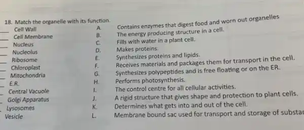 18. Match the organelle with its function.
__ Cell Wall
__ Cell Membrane
__ Nucleus
__ Nucleolus
__ Ribosome
__ Chloroplast
__ Mitochondria
__ E.R.
__ Central Vacuole
__ Golgi Apparatus
__ Lysosomes
Vesicle
A.
Contains enzymes that digest food and worn out organelles
B.
The energy producing structure in a cell.
C. Fills with water in a plant cell.
D.	Makes proteins.
E. Synthesizes proteins and lipids.
F.
Receives materials and packages them for transport in the cell.
G.
Synthesizes polypeptides and is free floating or on the ER.
H. Performs photosynthesis.
I.	The control centre for all cellular activities.
J. A rigid structure that gives shape and protection to plant cells.
K. Determines what gets into and out of the cell.
L. Membrane bound sac used for transport and storage of substar