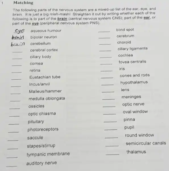 1
Matching
The following parts of the nervous system are a mixed-up list of the ear, eye, and
brain. It is just a big mish-mashi Straighten it out by writing whether each of the
following is to part of the brain (central nervous system CNS); part of the gar, or
part of the ove (peripheral nervous system PNS)
aqueous humour
__ bipolar neuron
__ cerebellum
__ cerebral cortex
__ ciliary body
__ cornea
__ retina
__ Eustachian tube
__ Incus/anvil
__ Malleus/hammer
__ medulla oblongata
__ ossicles
__ optic chiasma
__ pituitary
__ photoreceptors
__ saccule
__ stapes/stirrup
__ tympanic membrane
__ auditory nerve
__ blind spot
__ cerebrum
__ choroid
__ ciliary ligaments
__ cochlea
__ fovea centralis
__ iris
__ cones and rods
__ hypothalamus
__ lens
__ meninges
__ optic nerve
__ oval window
__ pinna
__ pupil
__ round window
__ semicircular canals