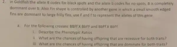 2. In Goldfish the allele 8 codes for black spots and the allele b codes for no spots, B is completely
dominant over b. Also Fin shape is controlled by another gene in which a small smooth edged
fins are dominant to large frilly fins, use Fand f to represent the alleles of this gene
a. For the following crosses BBFF X BbFF and Bbff X BbFf
1. Describe the Phenotypic Ratios
ii. What are the chances of having offspring that are recessive for both traits?
iii What are the chances of having offspring that are dominate for both traits?