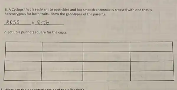 6. A Cyclops that is resistant to pesticides and has smooth antennae is crossed with one that is heterozygous for both traits. Show the genotypes of the parents.
[
 ( RRSS ) times ( RrSs )
]
7. Set up a punnett square for the cross.

 & & & 
 & & & 
 & & & 
 & & &