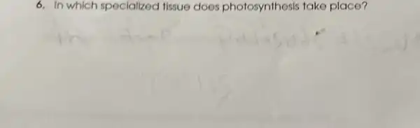 6. In which specialized tissue does photosynthesis take place?