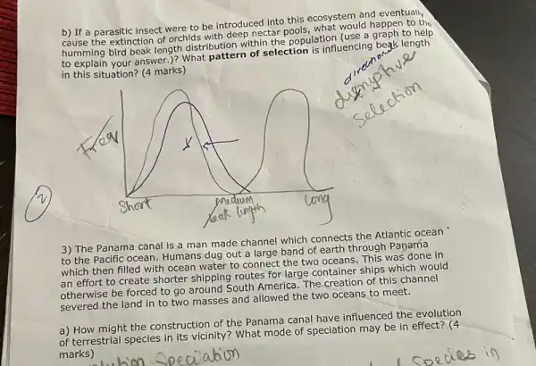 b) If a parasitic insect were to be introduced into this ecosystem and eventually
cause the extinction of orchids with deep nectar pools,what would happen to the
humming bird beak length distribution within the population (use a graph to help
to explain your answer.)? What pattern of selection is influencing begls length
in this situation? (4 marks)
3) The Panama canal is a man made channel which connects the Atlantic ocean
to the Pacific ocean Humans dug out a large band of earth through Panama
which then filled with ocean water to connect the two oceans. This was done in
an effort to create shorter shipping routes for large container ships which would
otherwise be forced to go around South America The creation of this channel
severed the land in to two masses and allowed the two oceans to meet.
a) How might the construction of the Panama canal have influenced the evolution
of terrestrial species in its vicinity? What mode of speciation may be in effect? (4
marks)