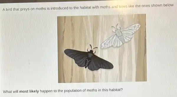 A bird that preys on moths is introduced to the habitat with moths and trees like the ones shown below.
What will most likely happen to the population of moths in this habitat?