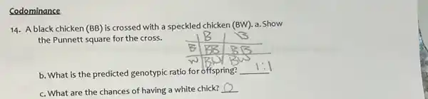 Codominance
14. A black chicken (BB)is crossed with a speckled chicken (BW). a Show
the Punnett square for the cross.
__
b. What is the predicted genotypic ratio for offspring?
c. What are the chances of having a white chick?
__