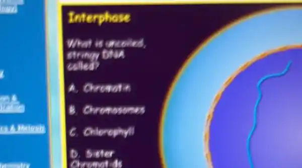 Interphase
What is uncited, strungy bian called?
A. Chromat in
8. Chromasomes
C. Chlorophyil
b. suter