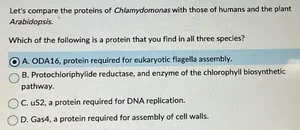 Let's compare the proteins of Chlamydomonas with those of humans and the plant
Arabidopsis.
Which of the following is a protein that you find in all three species?
C A. ODA16 protein required for eukaryotic flagella assembly.
B Protochloriphylide reductase, and enzyme of the chlorophyll biosynthetic
pathway.
C. uS2, a protein required for DNA replication.
D. Gas4, a protein required for assembly of cell walls.