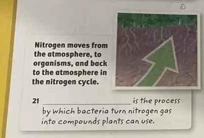 Nitrogen moves from
the atmosphere, to
organisms, and back
to the atmosphere in
the nitrogen cycle.
21 __ is the process
by which bacteria turn nitrogen gas
nds plants can use.