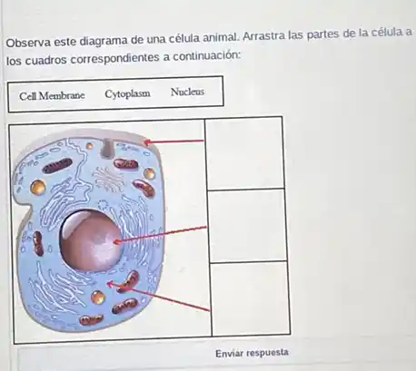 Observa este diagrama de una célula animal. Arrastra las partes de la célula a
los cuadros correspondientes a continuación:
square 
square 
square 
Enviar respuesta