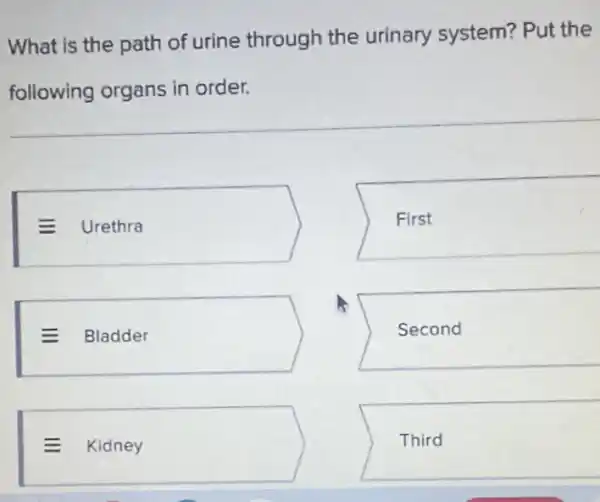 What is the path of urine through the urinary system? Put the
following organs in order.
E Urethra
E Bladder
E Kidney
First
A:
Second
Third