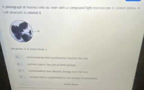 A photograph of human cells as seen with a compound light microscope is shown below A
cell structure is labeled a
Soucture A is most likely a
for the red
site of food storage
I
tram the fun
for the storage it eforeation