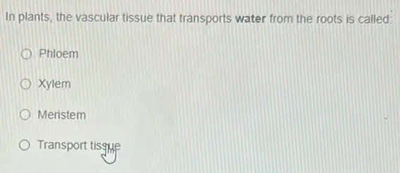 In plants, the vascular tissue that transports water from the roots is called:
Phloem
Xylem
Meristem
Transport tisgue