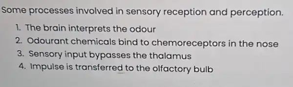 Some processes involved in sensory reception and perception.
1. The brain interprets the odour
2. Odourant chemicals bind to chemoreceptors in the nose
3. Sensory input bypasses the thalamus
4. Impulse is transferred I to the olfactory bulb