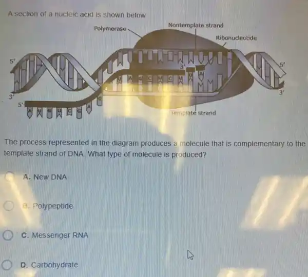 A section of a nucleic acid is shown below
The process represented in the diagram produces a molecule that is complementary to the
template strand of DNA What type of molecule is produced?
A. New DNA
B. Polypeptide
C. Messenger RNA
D. Carbohydrate