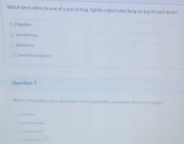 Which term refers to one of a pair of long, tightly coiled tubes lying on top of each testis?
Flagellum
Vas deferens
Epididymis
Seminiferous tubules
Question 7
Which of the following is also known as the supportive, connective tissue of an organ?
Perincum
Seminal vesicles
Stromal thisue
Vas deferens