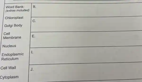 Word Bank:
(extras included)
square 
Golgi Body
square 
Cell
Membrane
Nucleus
square 
Endoplasmic
Reticulum
square 
1.
Cell Wall
square  vi
Cytoplasm